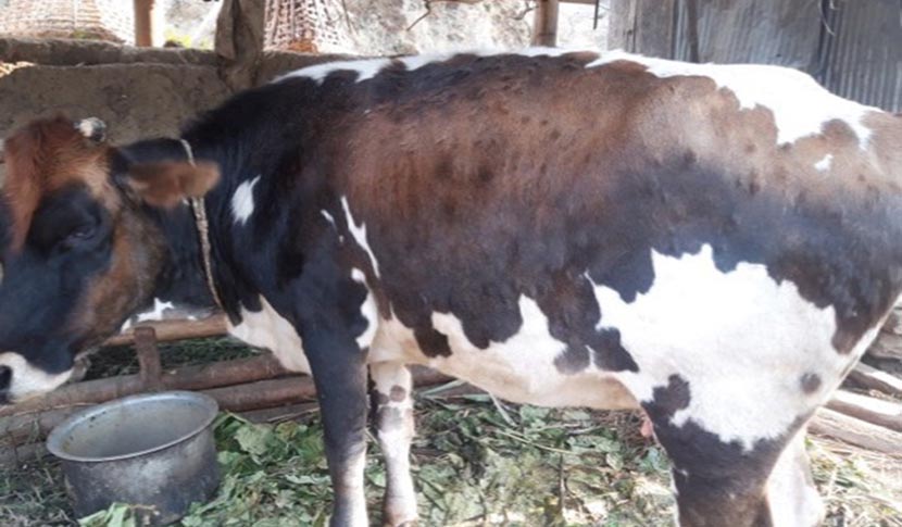 Slider Image: लम्पी स्किन रोगबाट सङ्‍क्रमित गाई